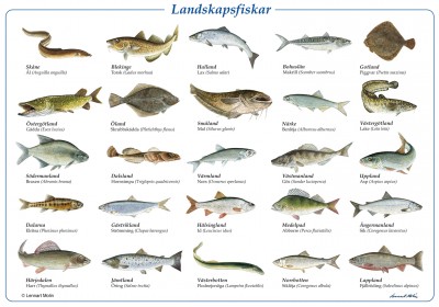 Landskapsfiskar